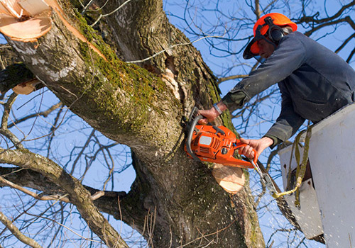 Tree Care in Lake Oswego, Or: Protecting Your Landscape Investment