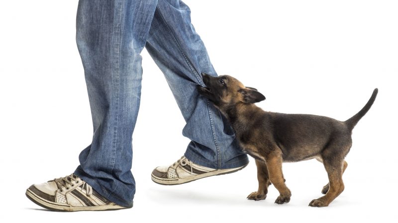 The Key to a Happier Home: Pet Training in Vandalia, OH