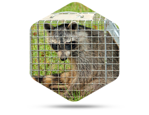 How to Get Rid of Rid of Raccoons with Animal Control in Dublin OH