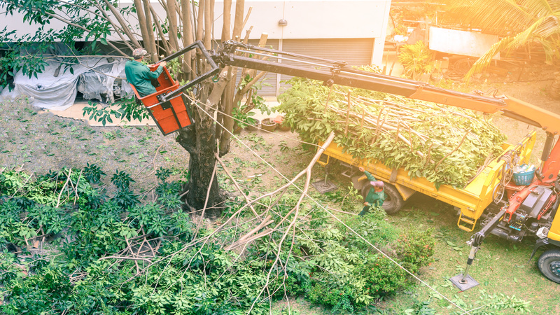 Tips to Consider When Looking for Arborists in Manchester, WA