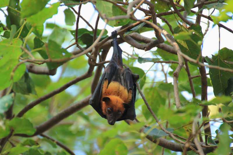 Calling a Professional for Bat Removal in Reynoldsburg