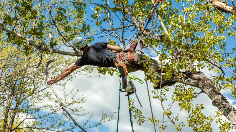 Why You Need Tree Care Services in Orange County to Remove Your Tree