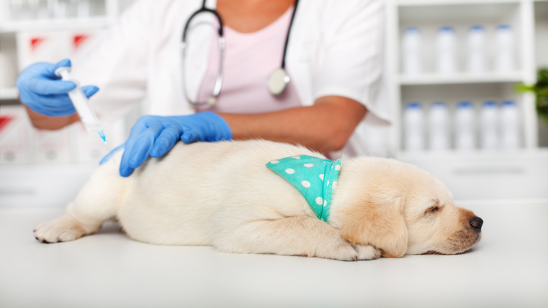 Qualities To Consider When Choosing A Veterinary Hospital in Joppa, MD