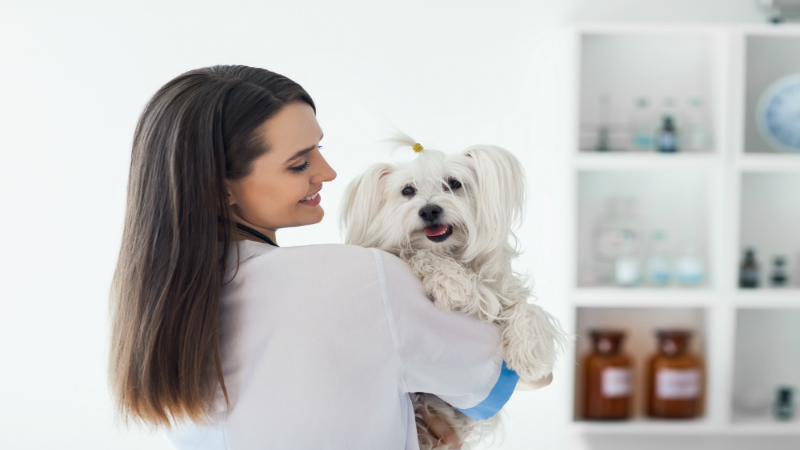 How to Locate a Good Veterinarian for Your Pets