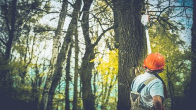 Finding a Tree Service in Marietta, GA