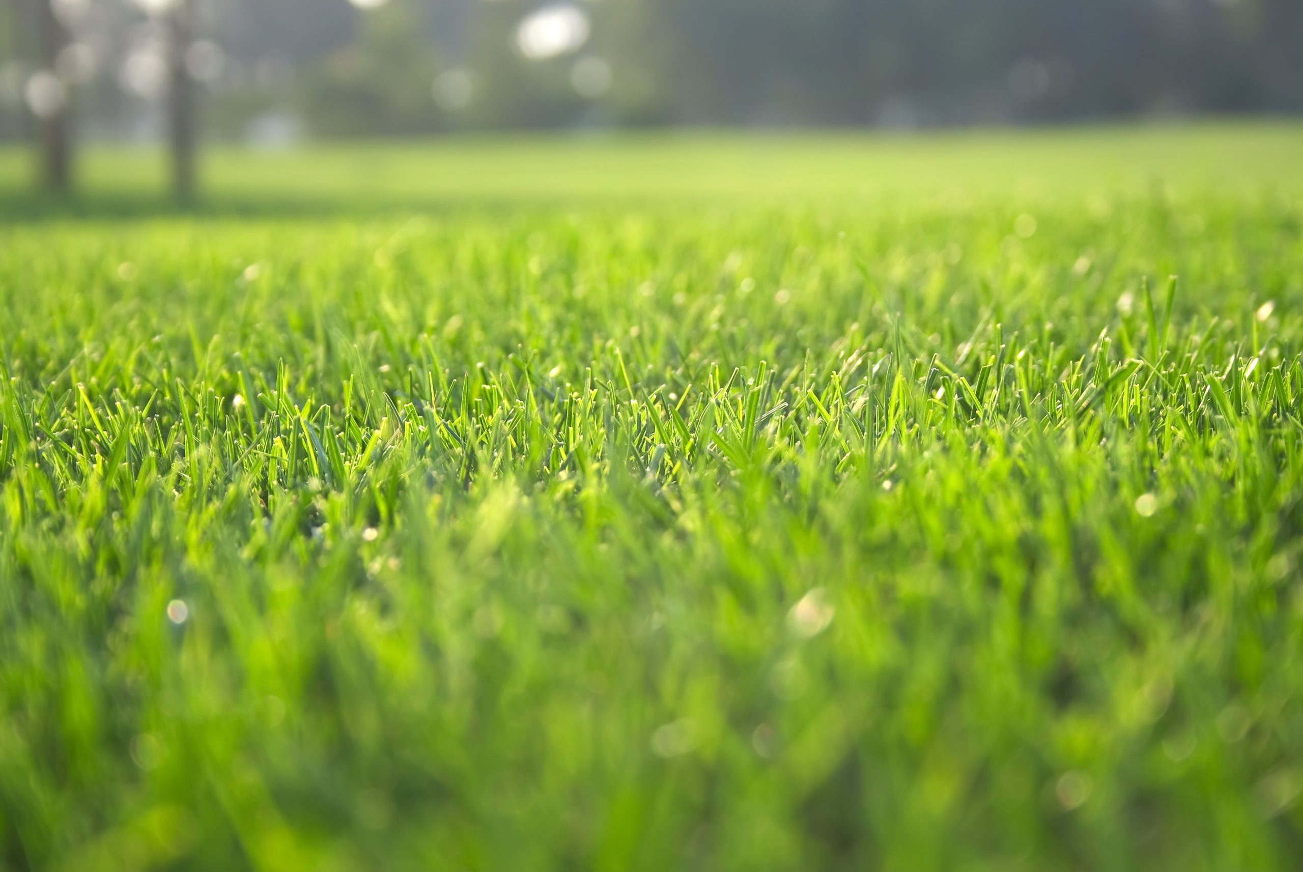 How to Find the Best Weed Killer for Lawns in Prospect, KY