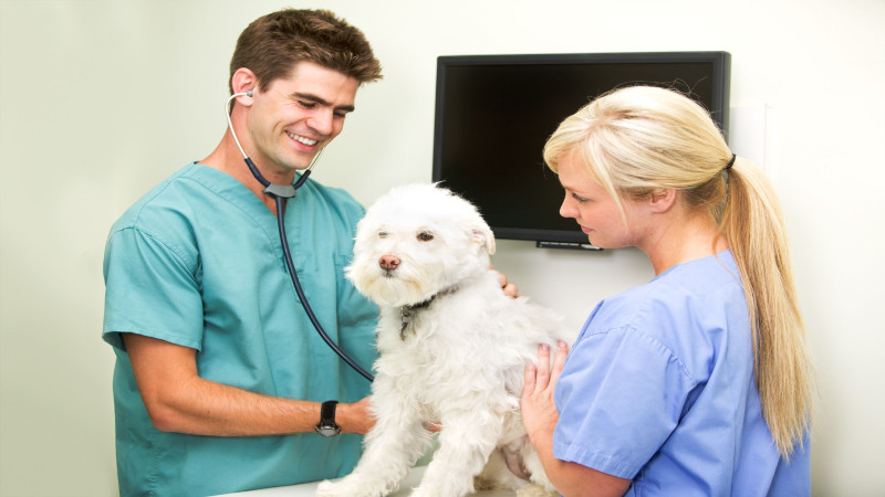 Signs You Need an Animal Hospital in Los Angeles