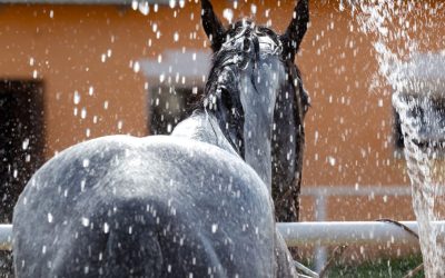 The Anivac is America’s Solution to All Your Horse Bathing Needs