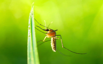 Benefits of Using Mosquito Control Companies in Sellersburg, IN