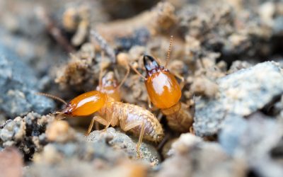 Protect Your Home: The Essential Guide to Termite Inspection in NJ